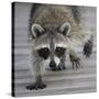 Common Raccoon (Procyon lotor) adult, walking on boardwalk in swamp, Florida, USA-Edward Myles-Stretched Canvas