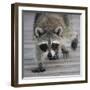 Common Raccoon (Procyon lotor) adult, walking on boardwalk in swamp, Florida, USA-Edward Myles-Framed Photographic Print