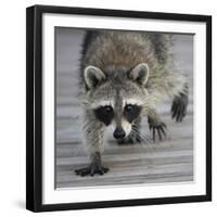Common Raccoon (Procyon lotor) adult, walking on boardwalk in swamp, Florida, USA-Edward Myles-Framed Photographic Print