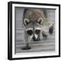 Common Raccoon (Procyon lotor) adult, walking on boardwalk in swamp, Florida, USA-Edward Myles-Framed Photographic Print