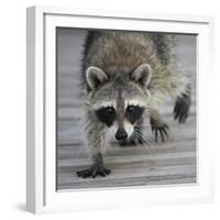 Common Raccoon (Procyon lotor) adult, walking on boardwalk in swamp, Florida, USA-Edward Myles-Framed Photographic Print