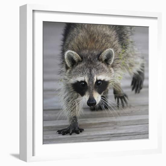 Common Raccoon (Procyon lotor) adult, walking on boardwalk in swamp, Florida, USA-Edward Myles-Framed Photographic Print