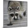 Common Raccoon (Procyon lotor) adult, walking on boardwalk in swamp, Florida, USA-Edward Myles-Mounted Photographic Print