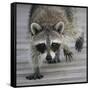 Common Raccoon (Procyon lotor) adult, walking on boardwalk in swamp, Florida, USA-Edward Myles-Framed Stretched Canvas