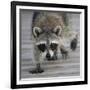 Common Raccoon (Procyon lotor) adult, walking on boardwalk in swamp, Florida, USA-Edward Myles-Framed Photographic Print