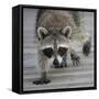 Common Raccoon (Procyon lotor) adult, walking on boardwalk in swamp, Florida, USA-Edward Myles-Framed Stretched Canvas