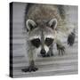 Common Raccoon (Procyon lotor) adult, walking on boardwalk in swamp, Florida, USA-Edward Myles-Stretched Canvas