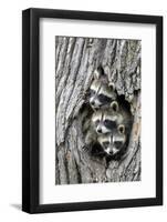 Common Raccoon (Procyon lotor) three young, at den entrance in tree trunk, Minnesota, USA-Jurgen & Christine Sohns-Framed Photographic Print