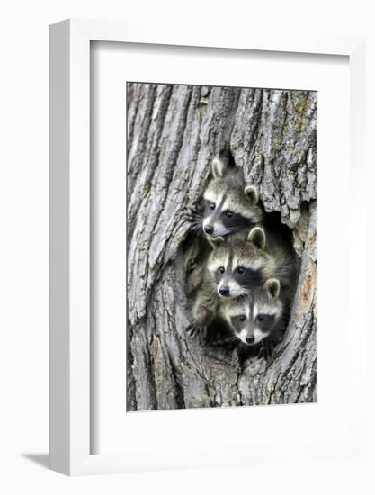 Common Raccoon (Procyon lotor) three young, at den entrance in tree trunk, Minnesota, USA-Jurgen & Christine Sohns-Framed Photographic Print