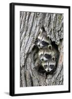 Common Raccoon (Procyon lotor) three young, at den entrance in tree trunk, Minnesota, USA-Jurgen & Christine Sohns-Framed Photographic Print