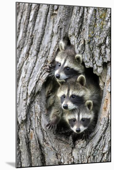Common Raccoon (Procyon lotor) three young, at den entrance in tree trunk, Minnesota, USA-Jurgen & Christine Sohns-Mounted Photographic Print