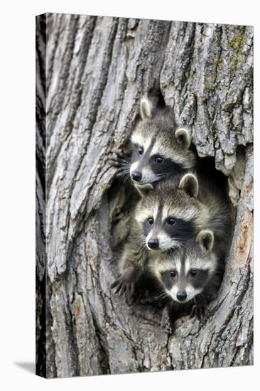 Common Raccoon (Procyon lotor) three young, at den entrance in tree trunk, Minnesota, USA-Jurgen & Christine Sohns-Stretched Canvas