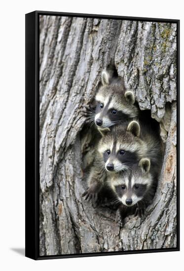 Common Raccoon (Procyon lotor) three young, at den entrance in tree trunk, Minnesota, USA-Jurgen & Christine Sohns-Framed Stretched Canvas