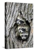 Common Raccoon (Procyon lotor) three young, at den entrance in tree trunk, Minnesota, USA-Jurgen & Christine Sohns-Stretched Canvas