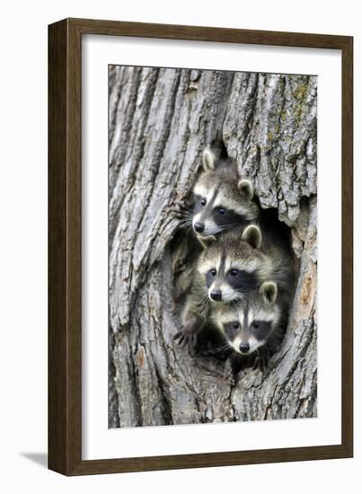 Common Raccoon (Procyon lotor) three young, at den entrance in tree trunk, Minnesota, USA-Jurgen & Christine Sohns-Framed Photographic Print