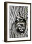 Common Raccoon (Procyon lotor) three young, at den entrance in tree trunk, Minnesota, USA-Jurgen & Christine Sohns-Framed Photographic Print