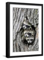 Common Raccoon (Procyon lotor) three young, at den entrance in tree trunk, Minnesota, USA-Jurgen & Christine Sohns-Framed Photographic Print