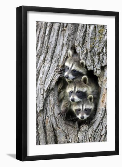 Common Raccoon (Procyon lotor) three young, at den entrance in tree trunk, Minnesota, USA-Jurgen & Christine Sohns-Framed Photographic Print