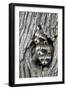 Common Raccoon (Procyon lotor) three young, at den entrance in tree trunk, Minnesota, USA-Jurgen & Christine Sohns-Framed Photographic Print