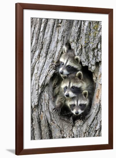 Common Raccoon (Procyon lotor) three young, at den entrance in tree trunk, Minnesota, USA-Jurgen & Christine Sohns-Framed Photographic Print