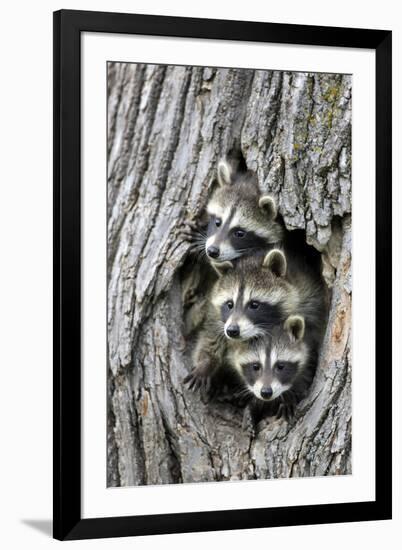 Common Raccoon (Procyon lotor) three young, at den entrance in tree trunk, Minnesota, USA-Jurgen & Christine Sohns-Framed Photographic Print