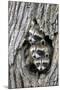 Common Raccoon (Procyon lotor) three young, at den entrance in tree trunk, Minnesota, USA-Jurgen & Christine Sohns-Mounted Photographic Print