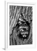 Common Raccoon (Procyon lotor) three young, at den entrance in tree trunk, Minnesota, USA-Jurgen & Christine Sohns-Framed Photographic Print