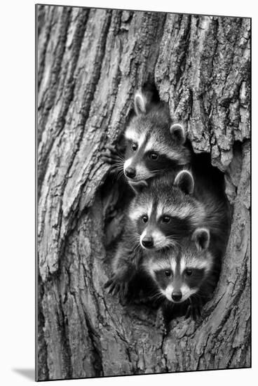 Common Raccoon (Procyon lotor) three young, at den entrance in tree trunk, Minnesota, USA-Jurgen & Christine Sohns-Mounted Photographic Print