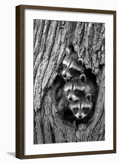 Common Raccoon (Procyon lotor) three young, at den entrance in tree trunk, Minnesota, USA-Jurgen & Christine Sohns-Framed Photographic Print