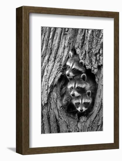 Common Raccoon (Procyon lotor) three young, at den entrance in tree trunk, Minnesota, USA-Jurgen & Christine Sohns-Framed Photographic Print