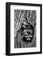 Common Raccoon (Procyon lotor) three young, at den entrance in tree trunk, Minnesota, USA-Jurgen & Christine Sohns-Framed Photographic Print