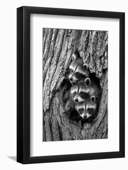 Common Raccoon (Procyon lotor) three young, at den entrance in tree trunk, Minnesota, USA-Jurgen & Christine Sohns-Framed Photographic Print