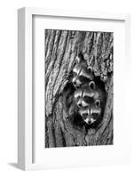 Common Raccoon (Procyon lotor) three young, at den entrance in tree trunk, Minnesota, USA-Jurgen & Christine Sohns-Framed Photographic Print