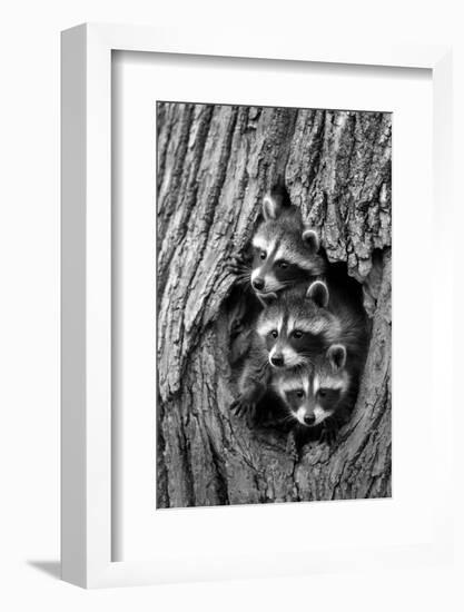 Common Raccoon (Procyon lotor) three young, at den entrance in tree trunk, Minnesota, USA-Jurgen & Christine Sohns-Framed Photographic Print