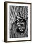 Common Raccoon (Procyon lotor) three young, at den entrance in tree trunk, Minnesota, USA-Jurgen & Christine Sohns-Framed Photographic Print