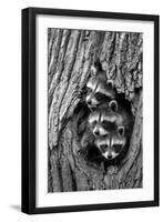 Common Raccoon (Procyon lotor) three young, at den entrance in tree trunk, Minnesota, USA-Jurgen & Christine Sohns-Framed Photographic Print