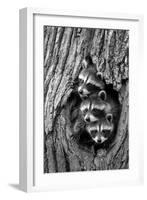 Common Raccoon (Procyon lotor) three young, at den entrance in tree trunk, Minnesota, USA-Jurgen & Christine Sohns-Framed Photographic Print