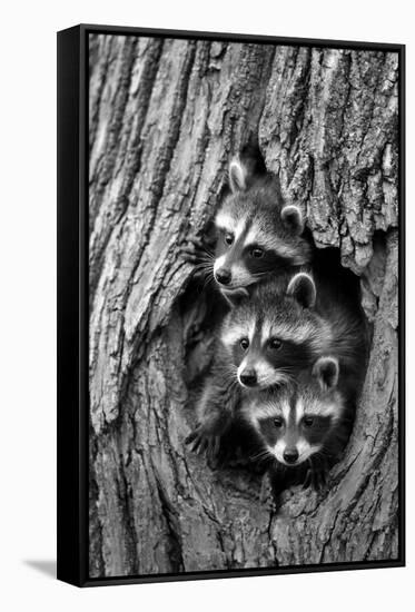 Common Raccoon (Procyon lotor) three young, at den entrance in tree trunk, Minnesota, USA-Jurgen & Christine Sohns-Framed Stretched Canvas