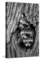 Common Raccoon (Procyon lotor) three young, at den entrance in tree trunk, Minnesota, USA-Jurgen & Christine Sohns-Stretched Canvas