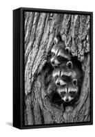 Common Raccoon (Procyon lotor) three young, at den entrance in tree trunk, Minnesota, USA-Jurgen & Christine Sohns-Framed Stretched Canvas