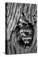 Common Raccoon (Procyon lotor) three young, at den entrance in tree trunk, Minnesota, USA-Jurgen & Christine Sohns-Stretched Canvas