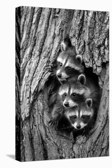 Common Raccoon (Procyon lotor) three young, at den entrance in tree trunk, Minnesota, USA-Jurgen & Christine Sohns-Stretched Canvas