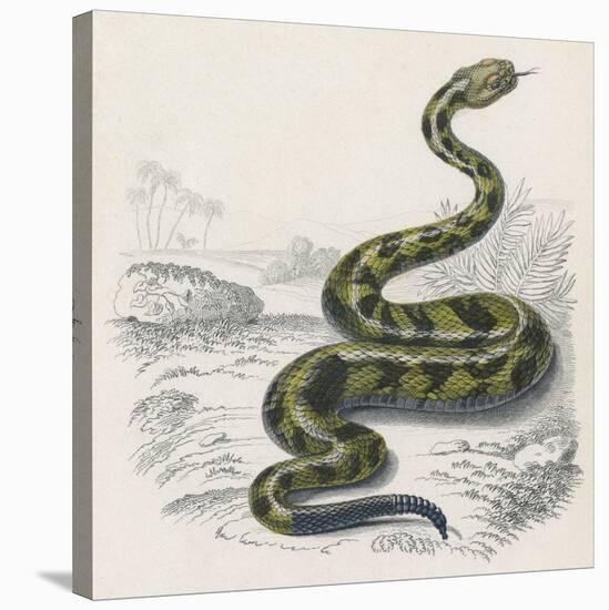 Common Rattle Snake, Duhn-null-Stretched Canvas