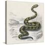 Common Rattle Snake, Duhn-null-Stretched Canvas