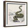 Common Rattle Snake, Duhn-null-Framed Art Print