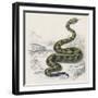 Common Rattle Snake, Duhn-null-Framed Art Print