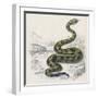 Common Rattle Snake, Duhn-null-Framed Art Print