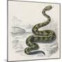 Common Rattle Snake, Duhn-null-Mounted Art Print