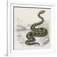 Common Rattle Snake, Duhn-null-Framed Art Print