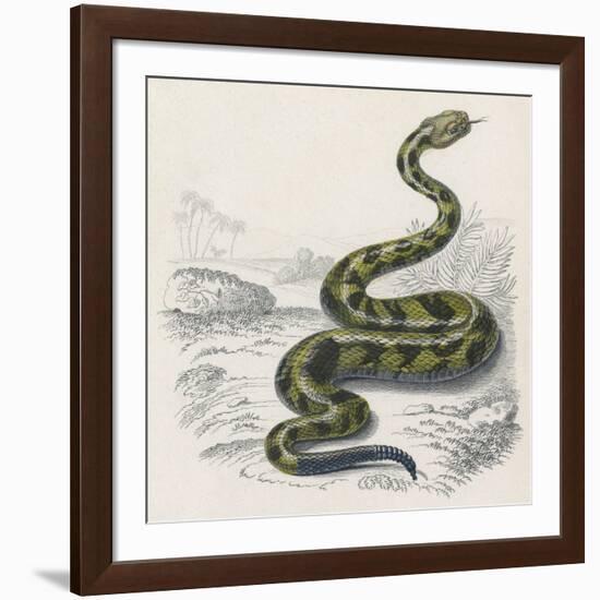 Common Rattle Snake, Duhn-null-Framed Art Print